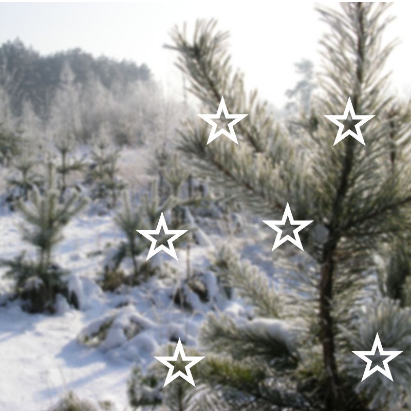 Vánoční nálepky na okno Hvězdičky - Pieris design