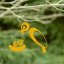 Hniezdo s vtákmi - jarná nálepka na okno - Farba: žltá medová