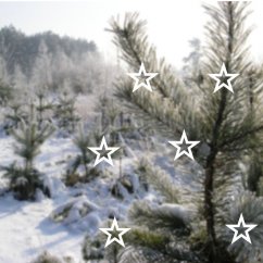 Vánoční nálepky na okno Hvězdičky - Pieris design